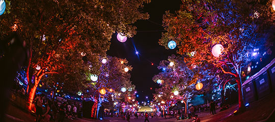 Trees lit up at night