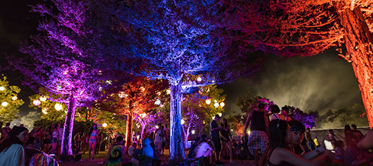 Colorful glowing trees