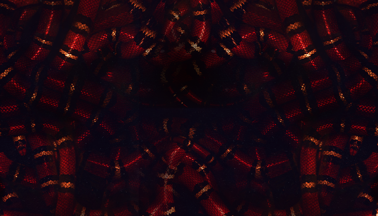 Escape Psycho Circus 2020 Support Header