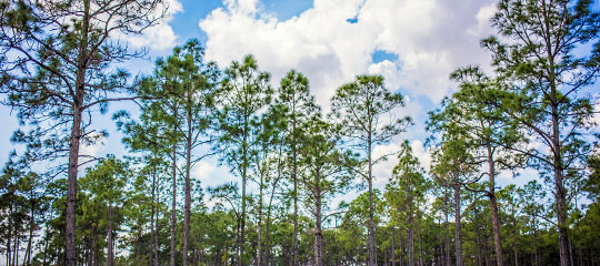 pine trees
