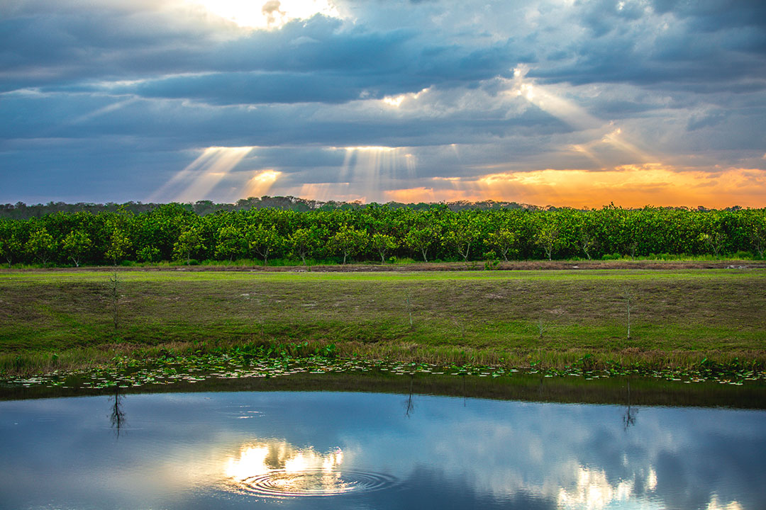 rays of light