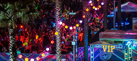 palm trees with colorful lanterns
